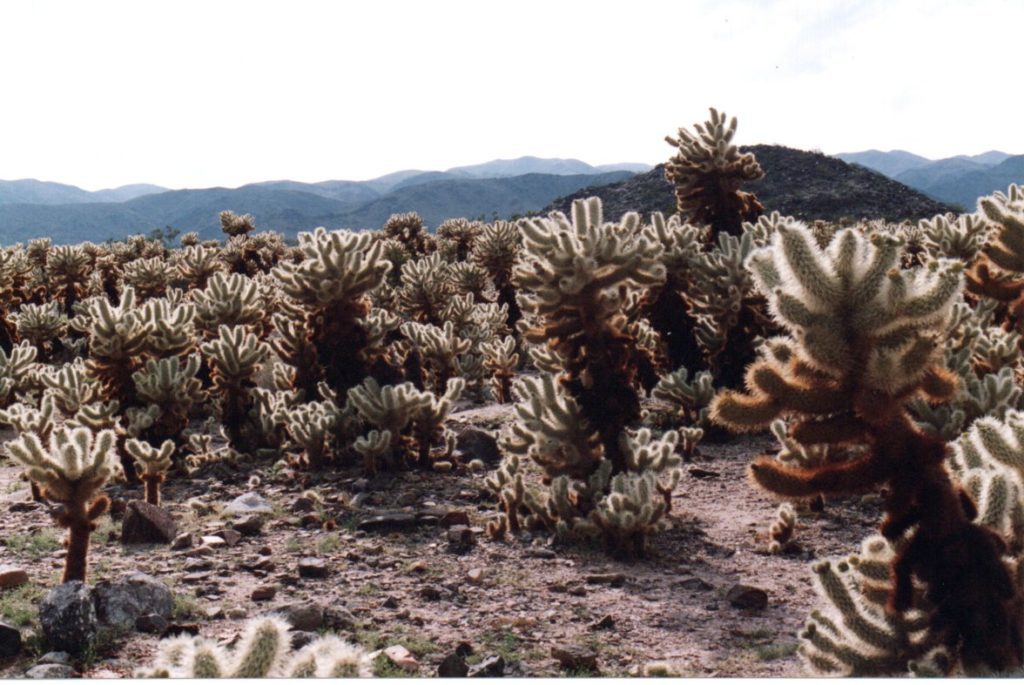 Cholla cactus garden-Joshua Tree National Park