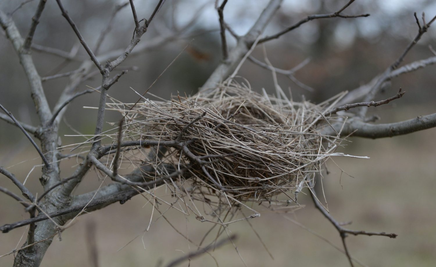 how to become an empty nester