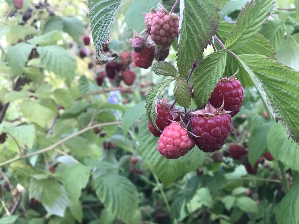 Epic Boys Week-picking raspberries 