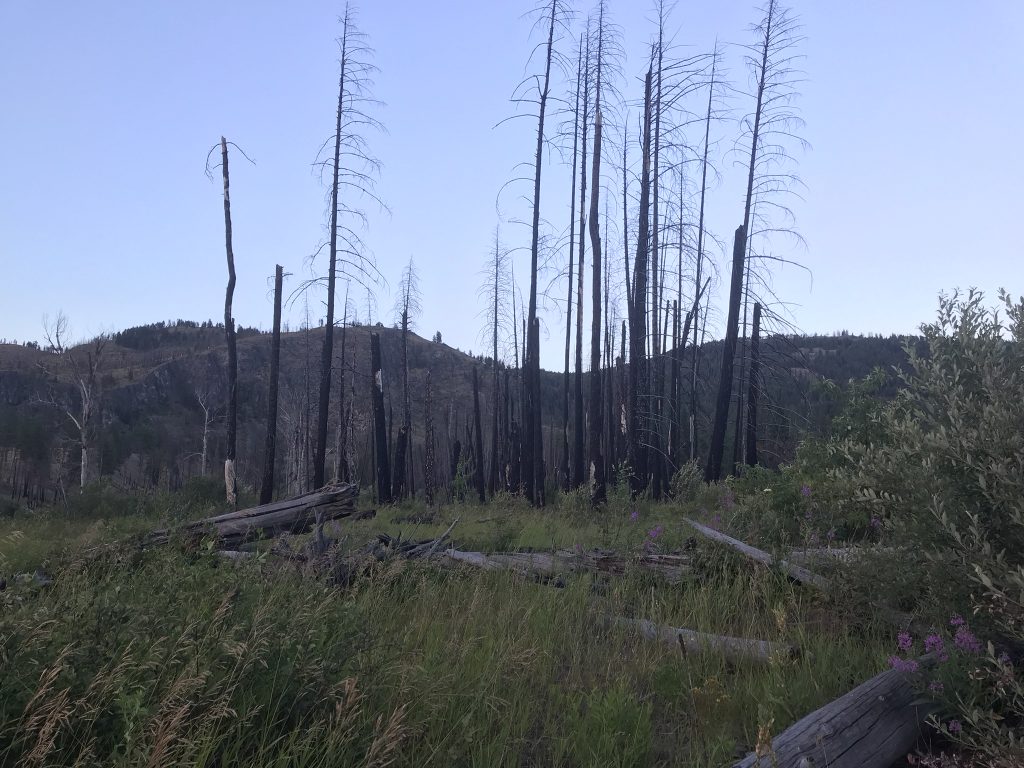 Burned forest on our summer road trip