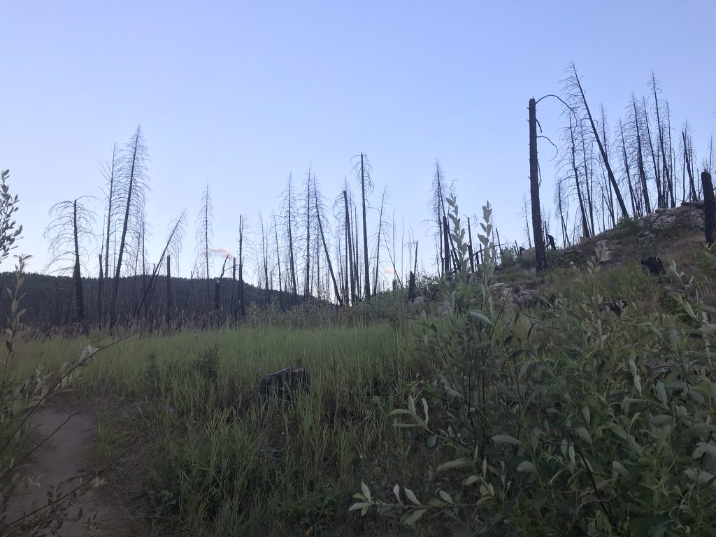 more burned forest on the summer road trip
