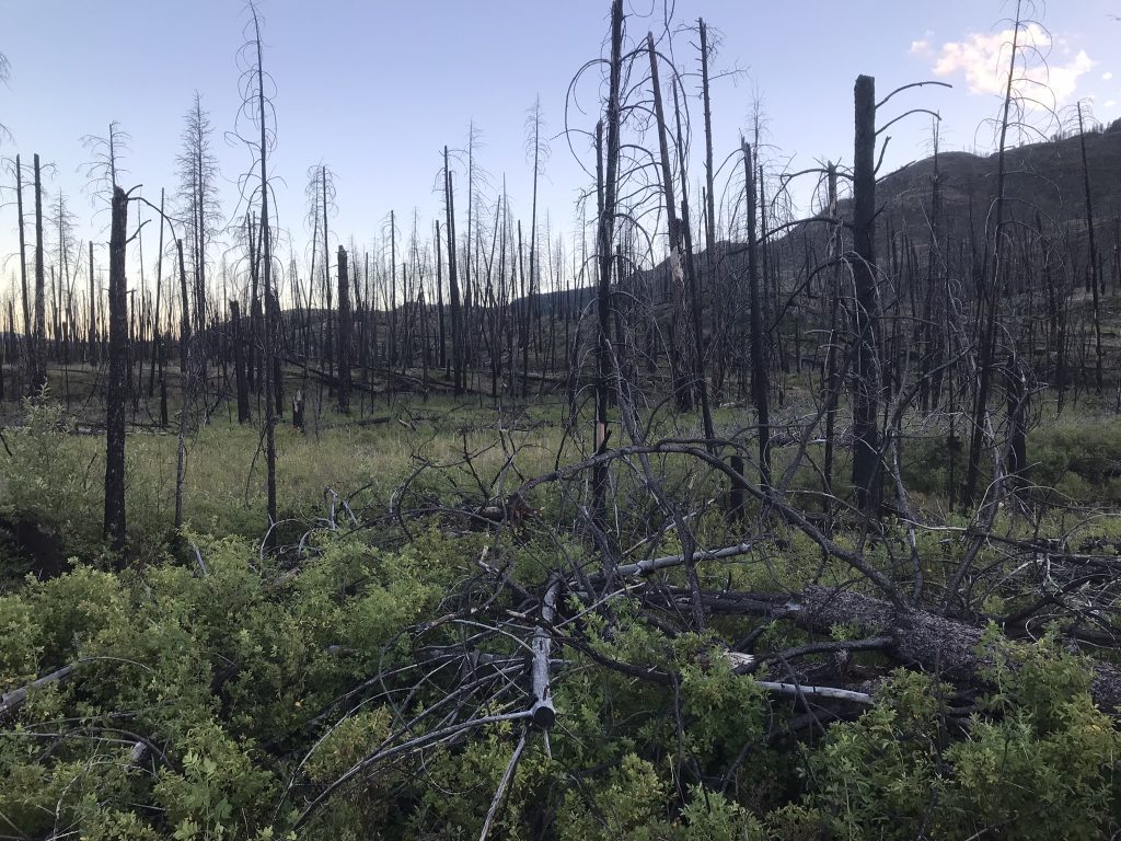 Burnt out forest on our summer road trip
