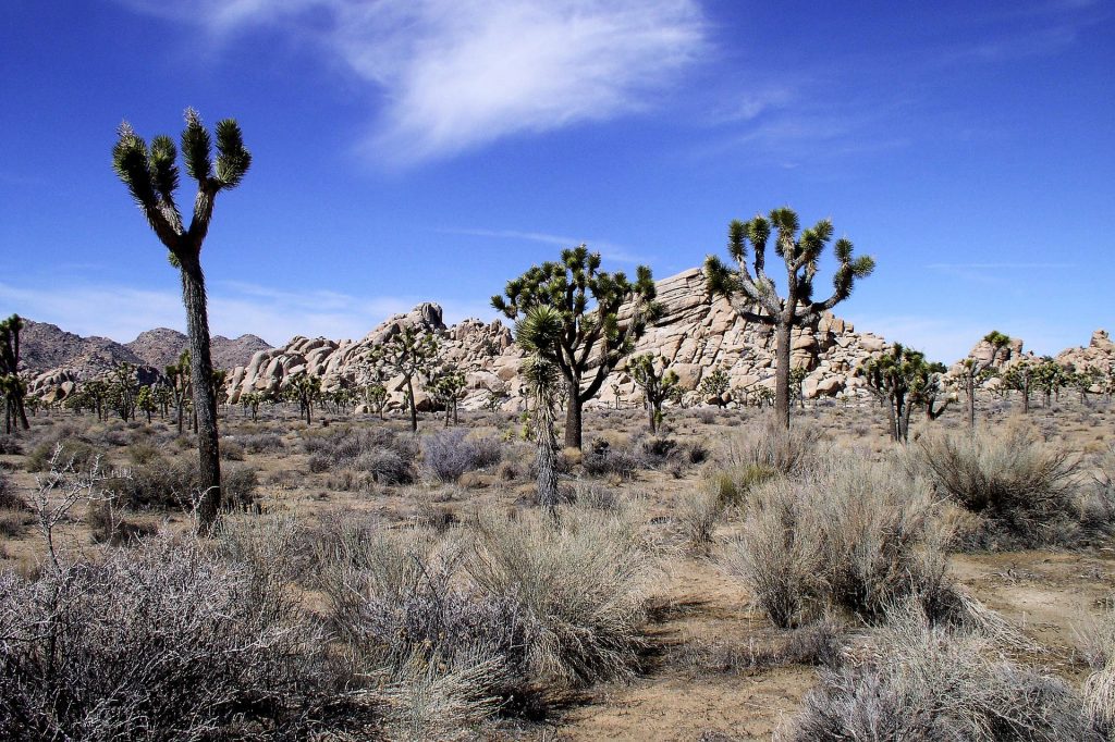 Joshua Tree National Park near the Boy Scout Trail