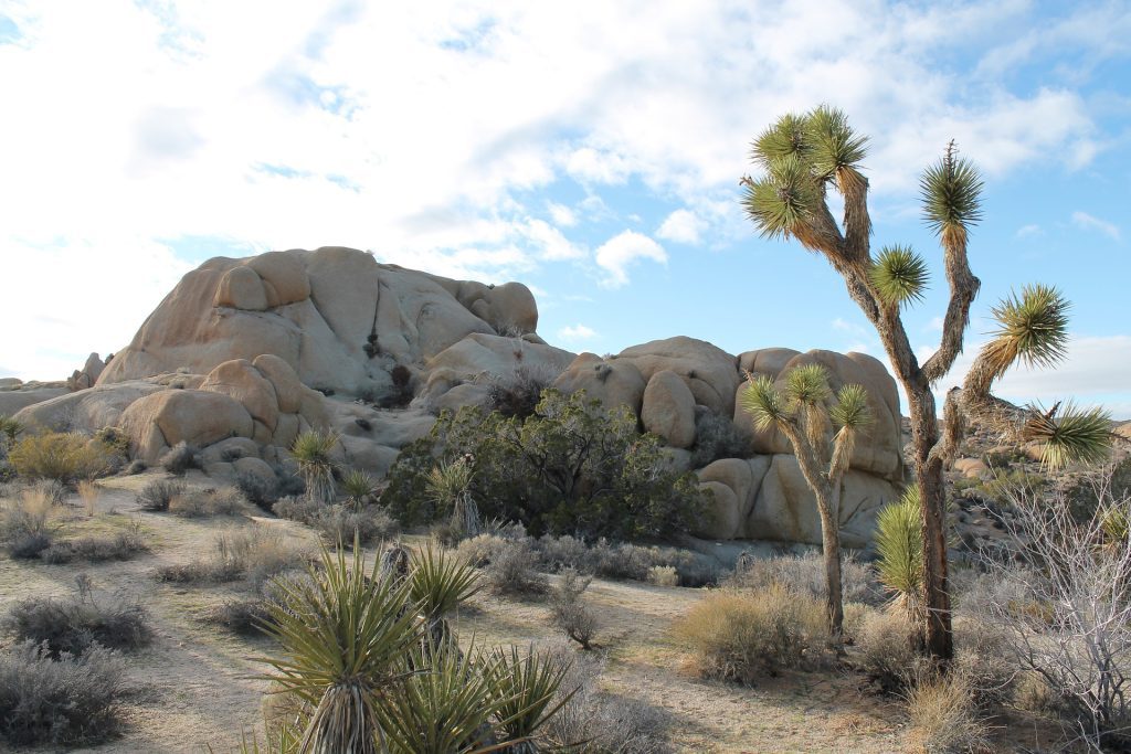 Joshua Tree National Park-Boy Scout Trail