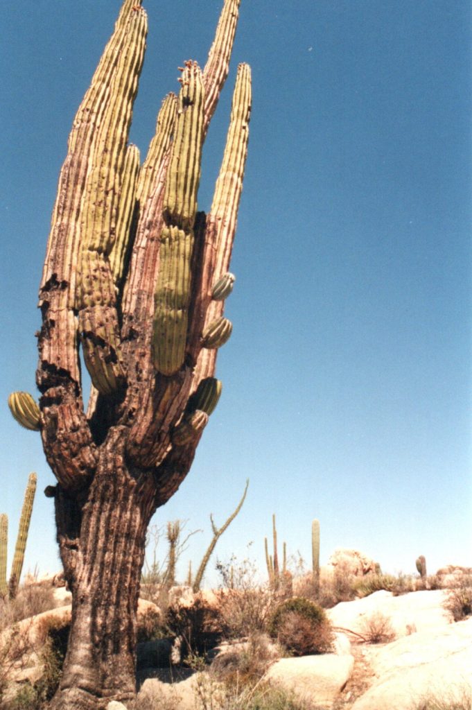 Baja road trip-Cardon cactus