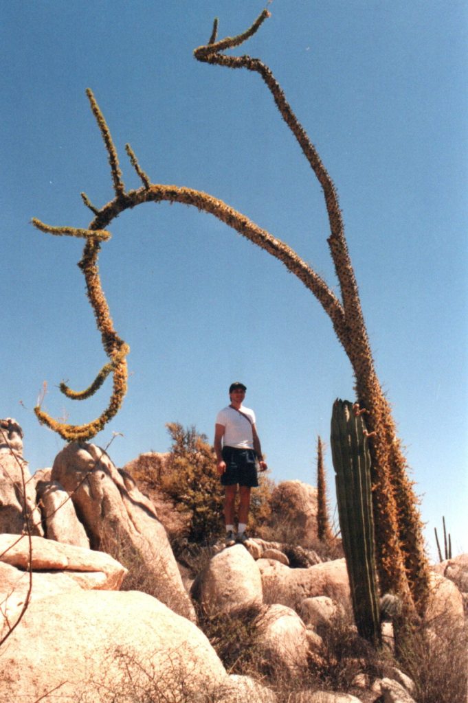 Baja road trip-boojum tree near Cataviña