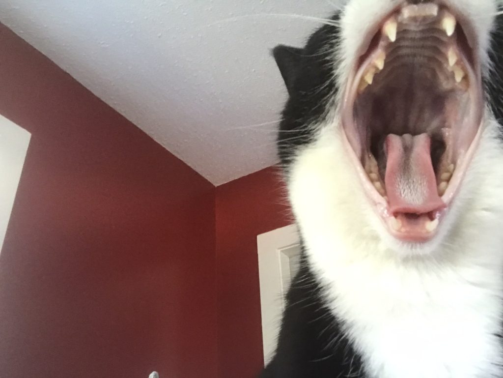 don't cats make great pets?-Oreo yawning