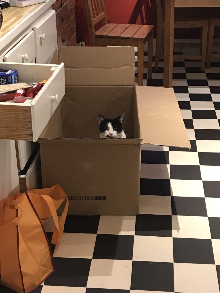 Cats make great pets-Keeley in a box