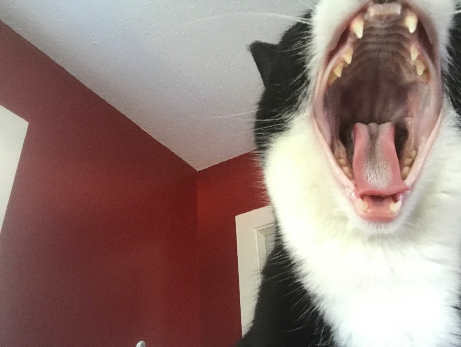 close up of a cat yawning